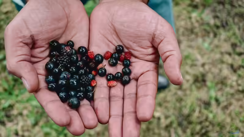 Blog: Superfood aus dem eigenen Garten (7967)