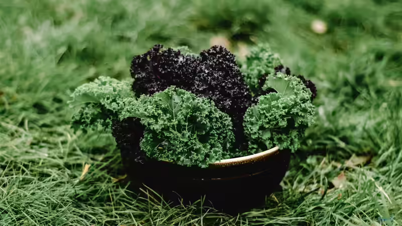Blog: Superfood aus dem eigenen Garten (7967)