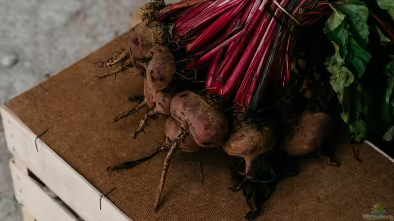 Blog: Superfood aus dem eigenen Garten (7967)