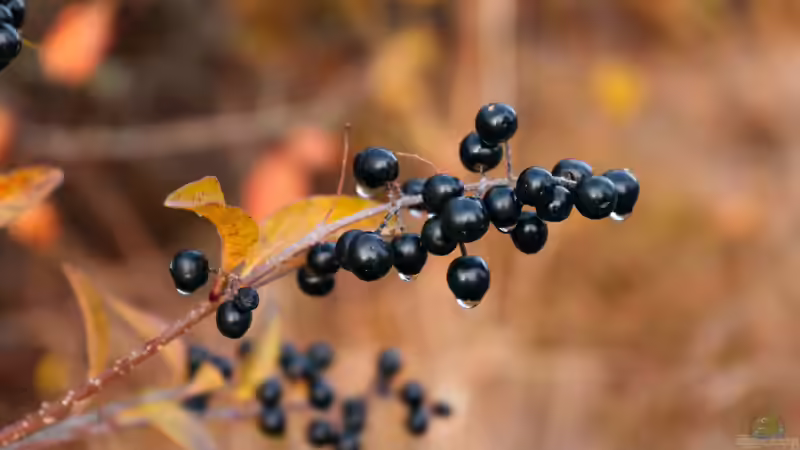 Blog: Superfood aus dem eigenen Garten (7967)