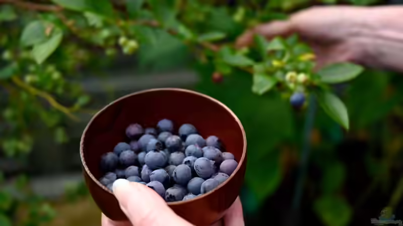 Blog: Superfood aus dem eigenen Garten (7967)
