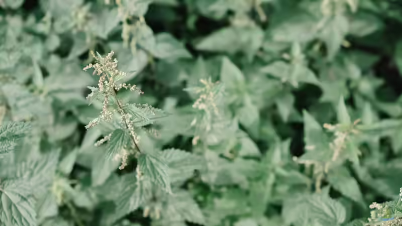 Blog: Superfood aus dem eigenen Garten (7967)