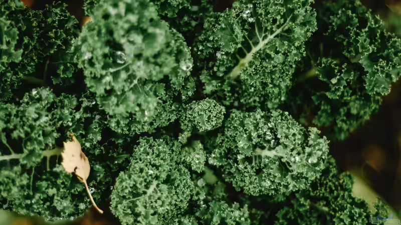 Blog: Superfood aus dem eigenen Garten (7967)