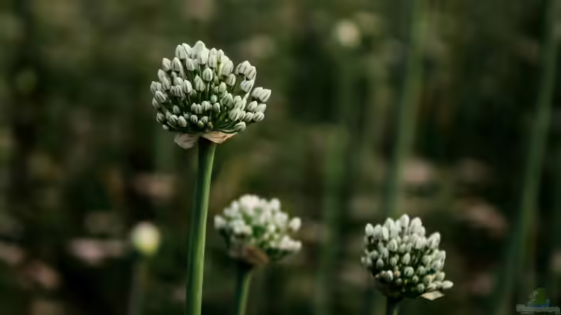 Blog: Superfood aus dem eigenen Garten (7967)