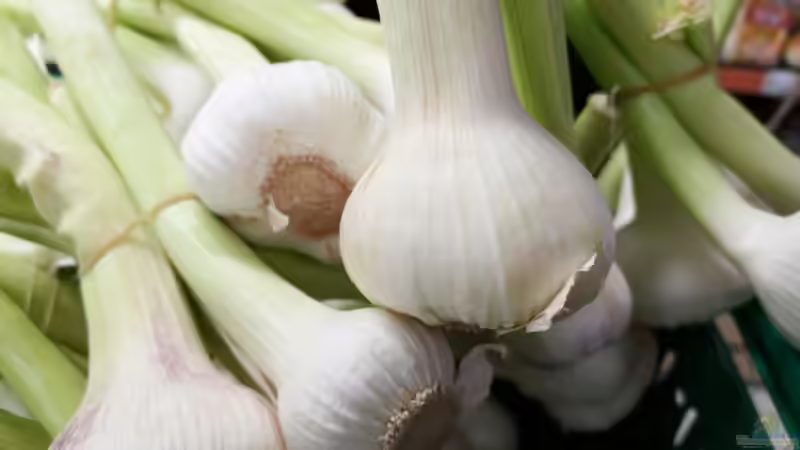 Blog: Superfood aus dem eigenen Garten (7967)