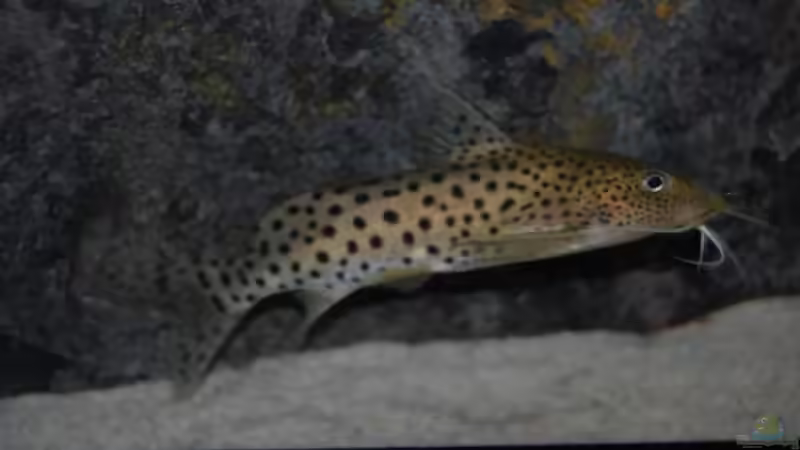 Blog: Synodontis njassae schnattern! (4465)
