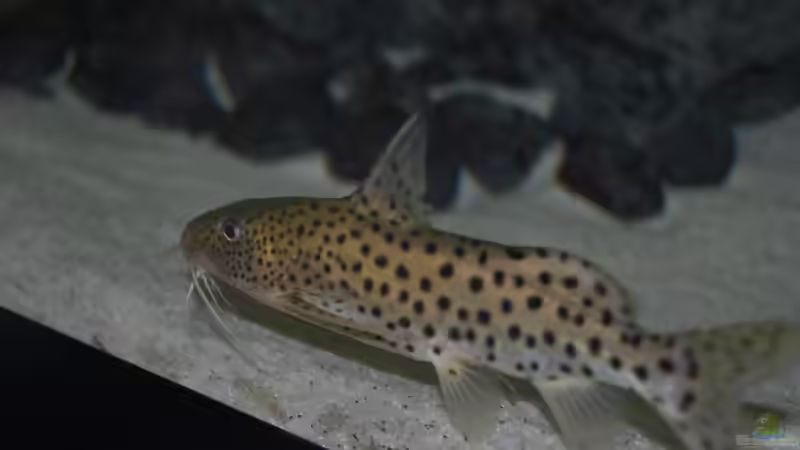 Blog: Synodontis njassae schnattern! (4465)