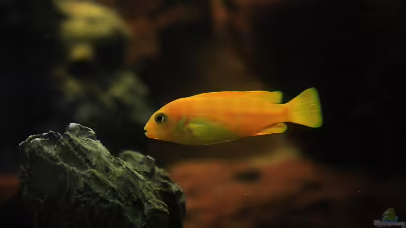 Blog: Taiwan Reef , Heimat des Pseudotropheus saulosi !!! (5026)