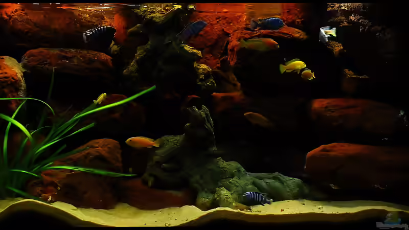 Blog: Taiwan Reef , Heimat des Pseudotropheus saulosi !!! (5026)