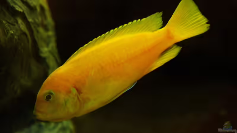 Blog: Taiwan Reef , Heimat des Pseudotropheus saulosi !!! (5026)