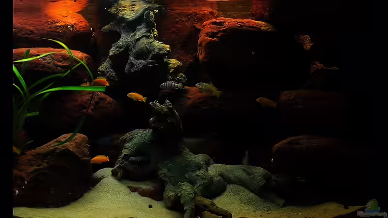 Blog: Taiwan Reef , Heimat des Pseudotropheus saulosi !!! (5026)