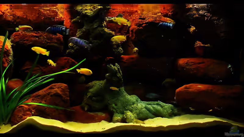 Blog: Taiwan Reef , Heimat des Pseudotropheus saulosi !!! (5026)