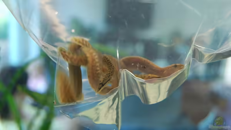 Blog: Tanganjika Aal: Aethiomastacembelus moori! (Titel geändert) (4288)