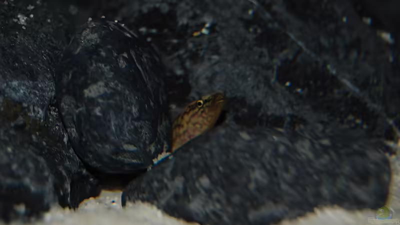 Blog: Tanganjika Aal: Aethiomastacembelus moori! (Titel geändert) (4288)