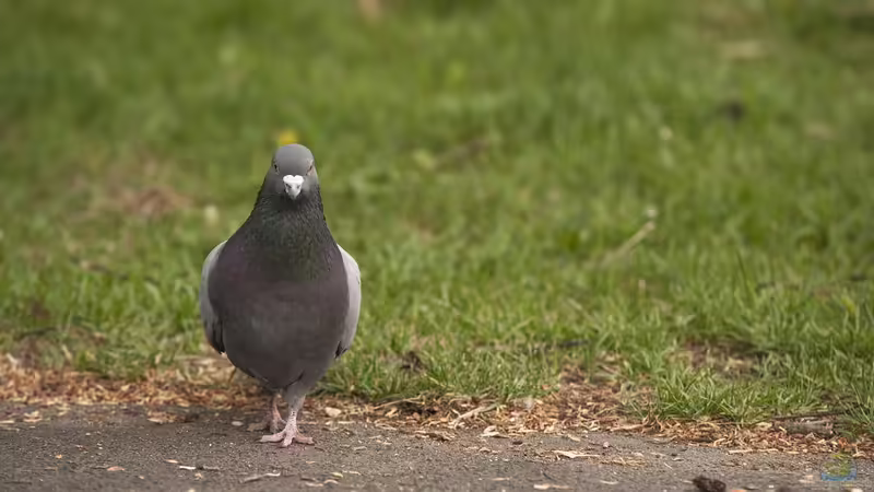 Blog: Tauben im Garten: Probleme erkennen und wirksame Maßnahmen ergreifen (6884)