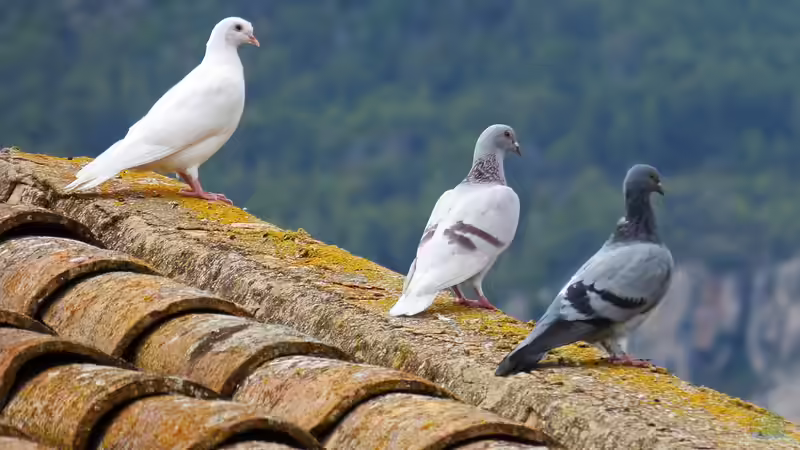 Blog: Tauben im Garten: Probleme erkennen und wirksame Maßnahmen ergreifen (6884)
