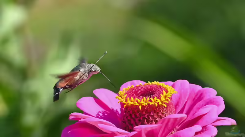 Blog: Taubenschwänzchen  oder Kolibri - Wer schwirrt durch den Garten? (7466)