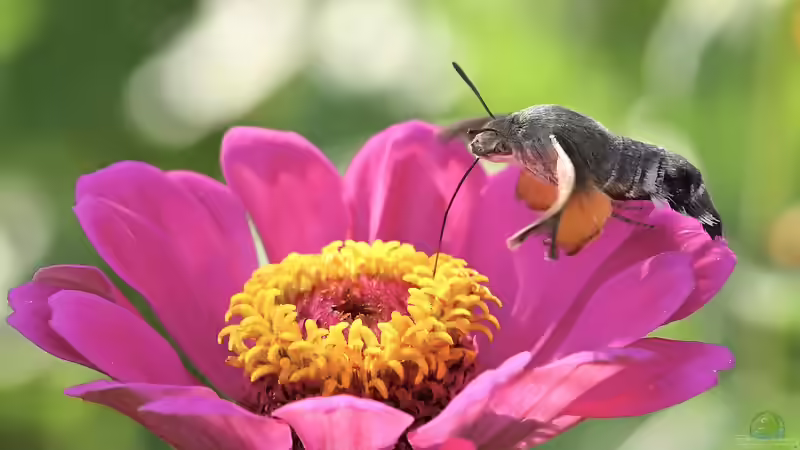 Blog: Taubenschwänzchen  oder Kolibri - Wer schwirrt durch den Garten? (7466)
