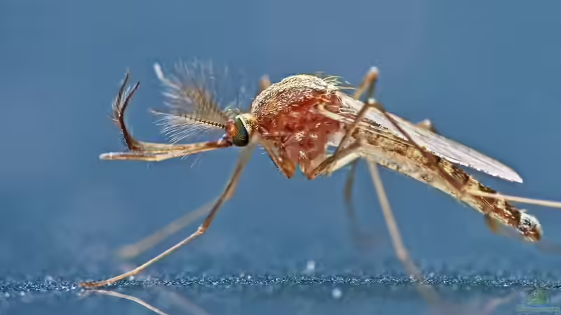 Blog: Teiche für Insekten – Lebensräume schaffen (6431)