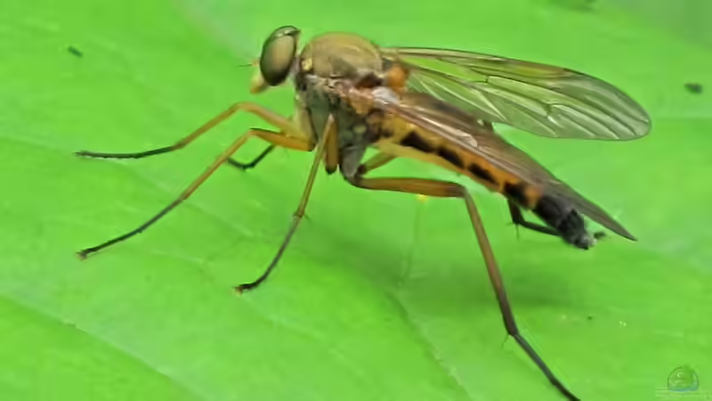 Blog: Teiche für Insekten – Lebensräume schaffen (6431)