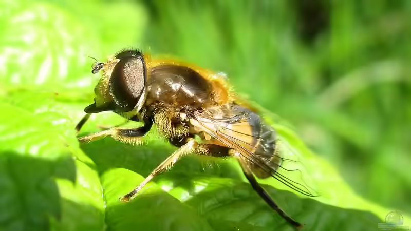 Blog: Teiche für Insekten – Lebensräume schaffen (6431)
