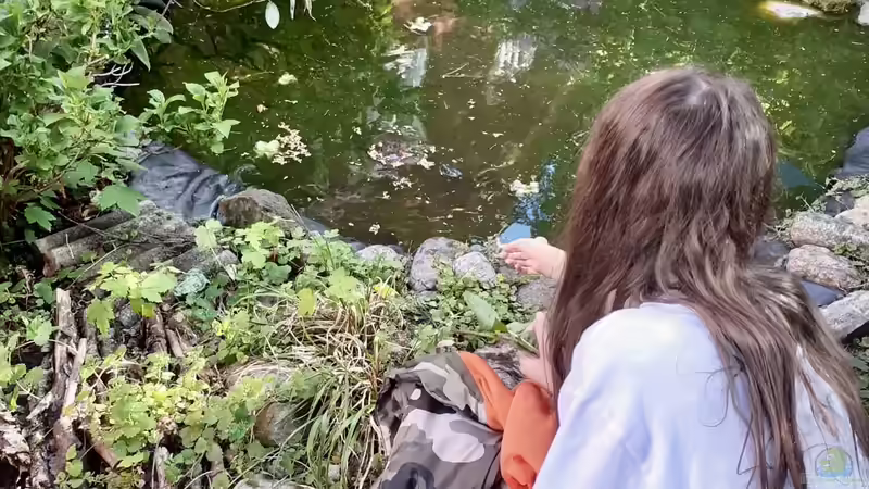 Blog: Teichhaltung von Nordamerikanischen Sumpfschildkröten in unseren Breitengraden (D-A-CH) (5421)