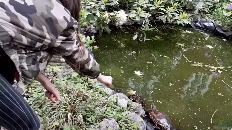 Blog: Teichhaltung von Nordamerikanischen Sumpfschildkröten in unseren Breitengraden (D-A-CH) (5421)