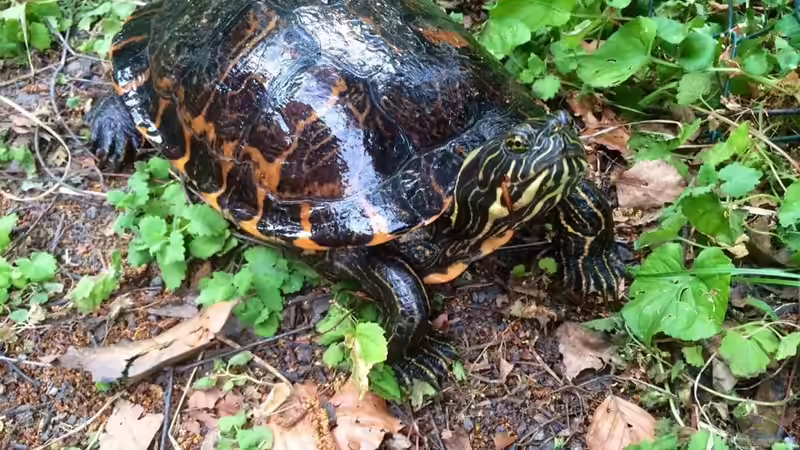 Blog: Teichhaltung von Nordamerikanischen Sumpfschildkröten in unseren Breitengraden (D-A-CH) (5421)