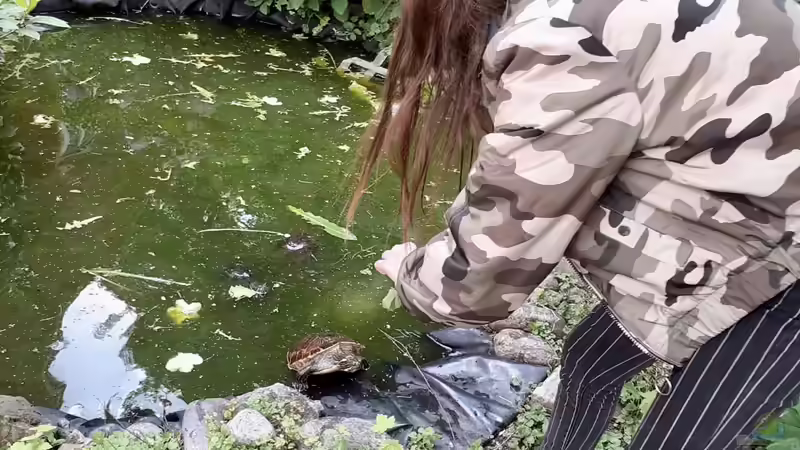 Blog: Teichhaltung von Nordamerikanischen Sumpfschildkröten in unseren Breitengraden (D-A-CH) (5421)