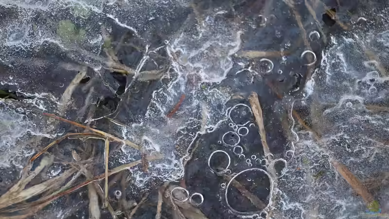 Blog: Teichtechnik im Winter: Was tun mit Pumpen und Filtern? (6521)