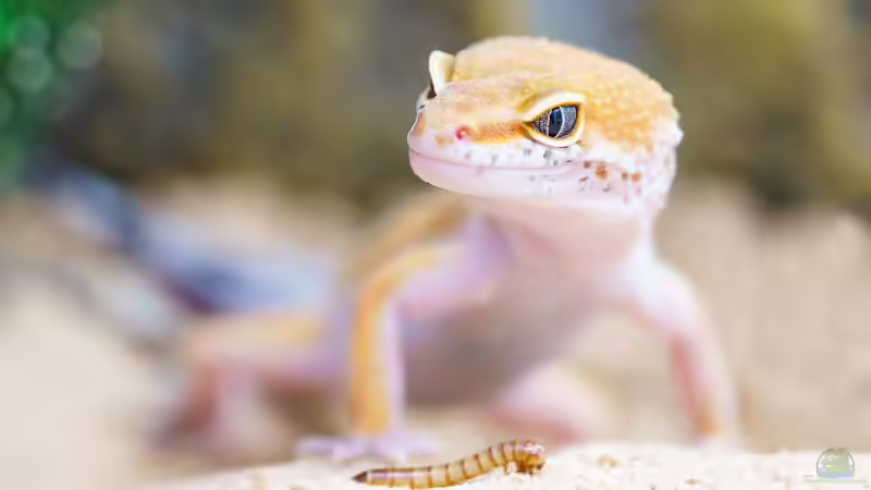 Blog: Terrarium im Schlafzimmer - Chancen, Herausforderungen und wichtige Tipps für die artgerechte Haltung (7979)