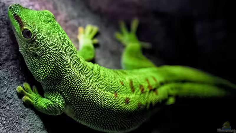 Blog: Terrariumtiere aus den afrikanischen Regenwäldern - faszinierende Bewohner für dein exotisches Tropenterrarium (7332)