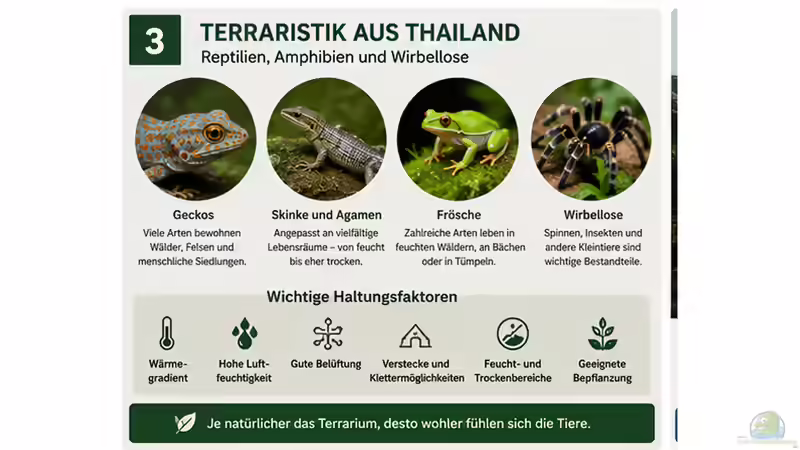 Blog: Thailand: Herkunftsland von Tieren und Pflanzen für dein Aquarium oder Terrarium (8090)