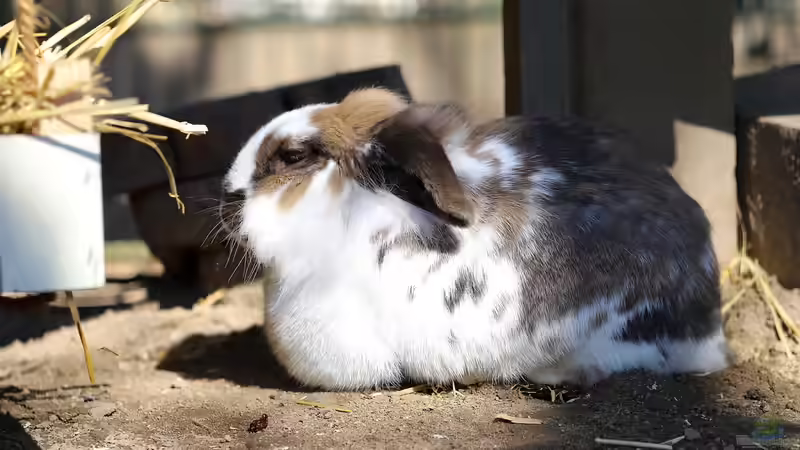 Blog: Tiere im Gartenhaus halten - Möglichkeiten, Tipps und rechtliche Grundlagen für ein harmonisches Zusammenleben im Garten (7385)