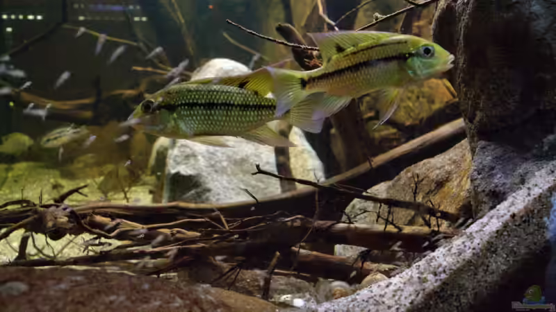 Blog: Tilapia brevimanus - eine Artbeschreibung (4350)
