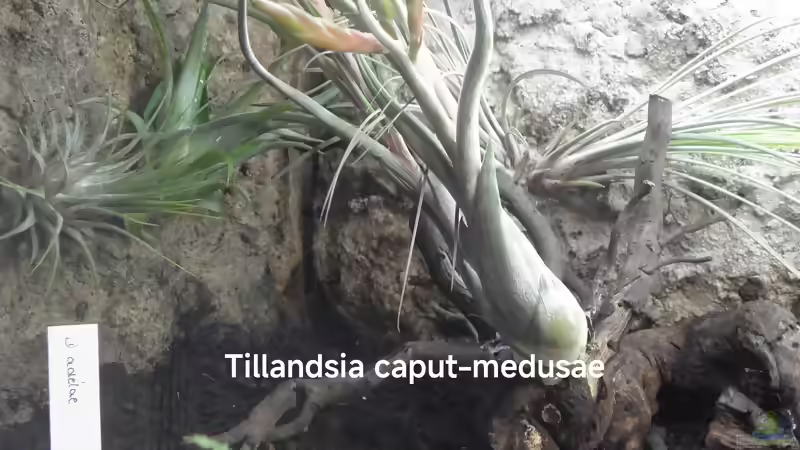 Blog: Tillandsien (Pflanzengattung Tillandsia) (7055)