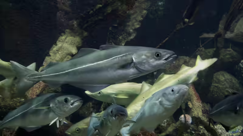 Blog: Tipp für Aquarianer: Zu Besuch im Geomar-Aquarium in Kiel (7674)
