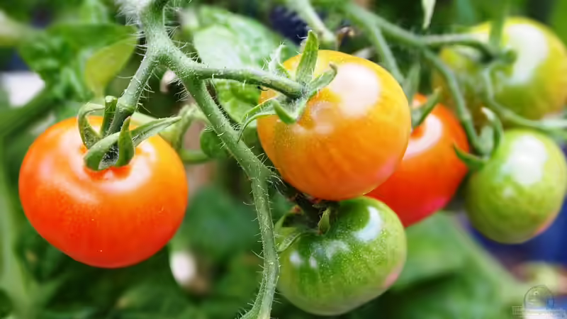 Blog: Tomaten auf dem Balkon - Ein Gartenabenteuer auf kleinstem Raum (6960)