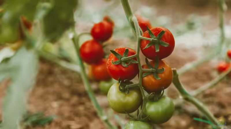 Blog: Tomaten ausgeizen: Was bedeutet das? (6996)