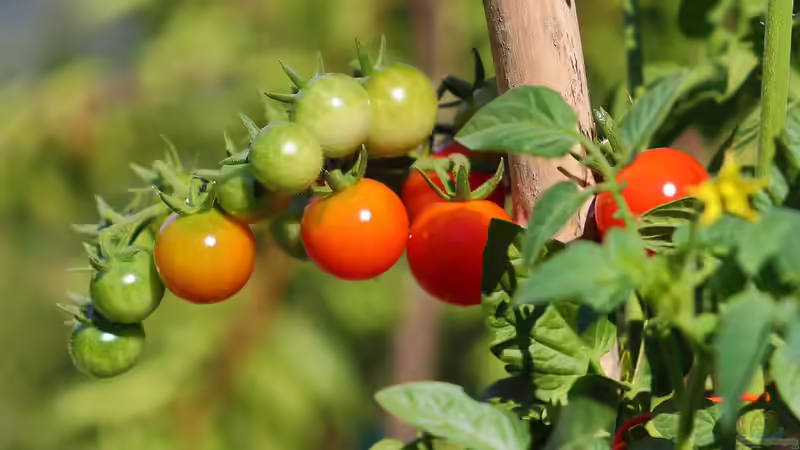 Blog: Tomatenpflege im Frühling (6871)