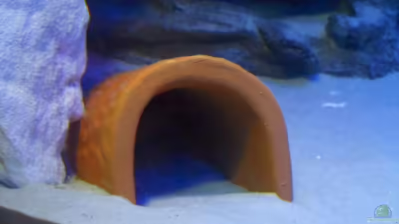 Blog: Ton als Werkstoff in der Aquaristik: Vielseitigkeit, Vorteile und Anwendungsmöglichkeiten (7584)