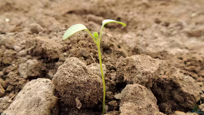 Blog: Topsoil (Oberboden) - Der Guide für deinen Garten: Zusammensetzung, Tests, Verbesserung, Kauf und Anwendung (7259)