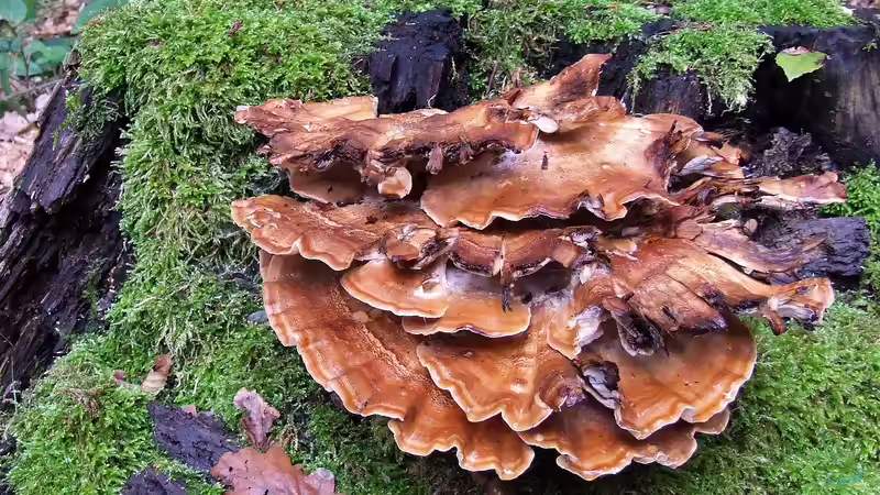 Blog: Totholzhecken als Überwinterungshilfe: Ein Rückzugsort für Vögel und Kleintiere (6473)