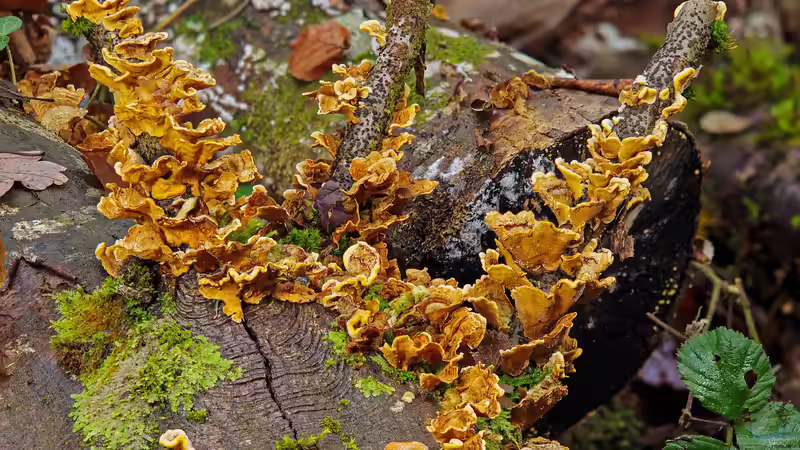 Blog: Totholzhecken als Überwinterungshilfe: Ein Rückzugsort für Vögel und Kleintiere (6473)