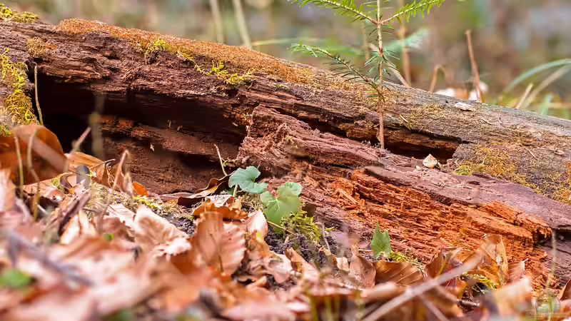 Blog: Totholzhecken als Überwinterungshilfe: Ein Rückzugsort für Vögel und Kleintiere (6473)