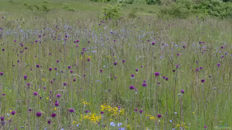 Blog: Trockenrasen - faszinierende Überlebenskünstler für naturnahe Gärten (7748)