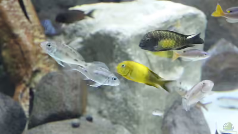 Blog: Tropheus aus dem Tanganjikasee: Was macht die Haltung so herausfordernd? (6384)