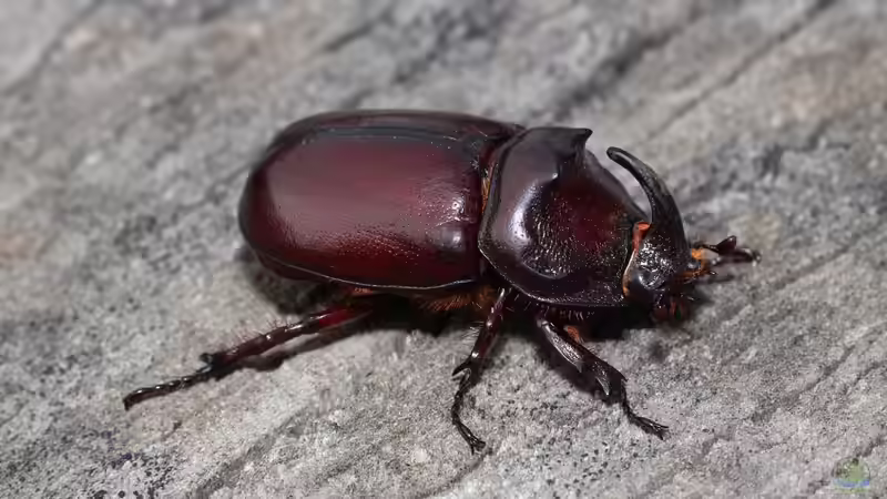 Blog: Tropische Käfer im Terrarium halten - umfassender Leitfaden für Einsteiger und Fortgeschrittene (7983)