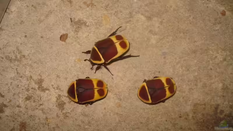 Blog: Tropische Käfer im Terrarium halten - umfassender Leitfaden für Einsteiger und Fortgeschrittene (7983)