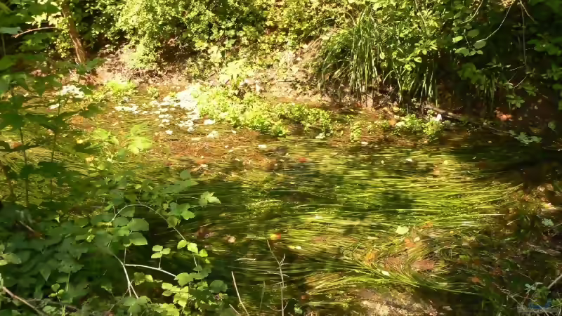 Blog: Tropischer Urwaldbach mitten in ??sterreich (2226)